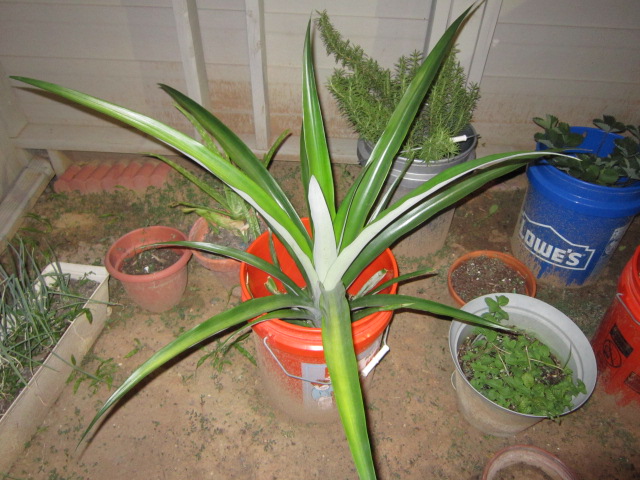 Pineapplel plant in orange paint bucket