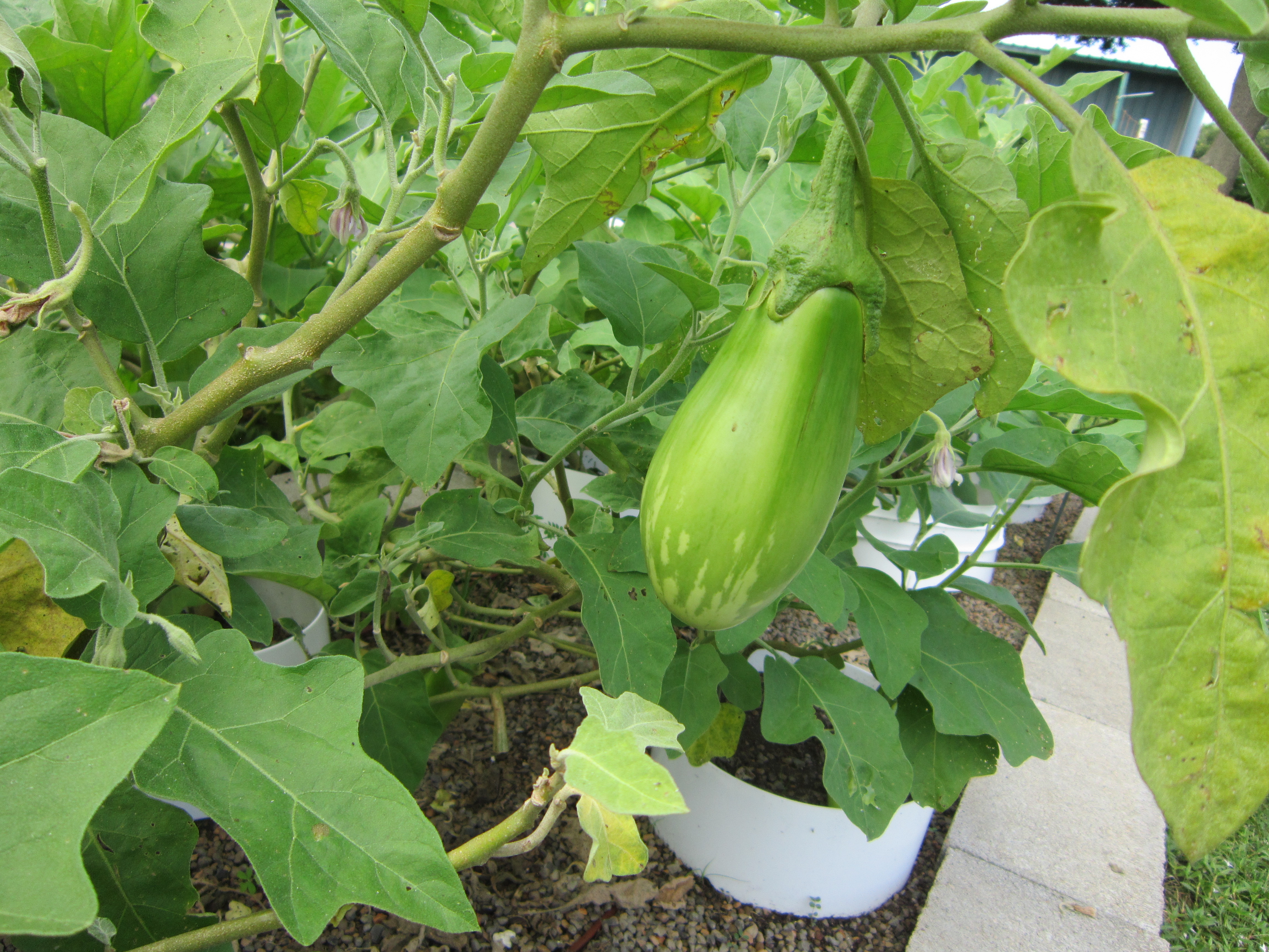These eggplants stay green, and do not turn purple. 