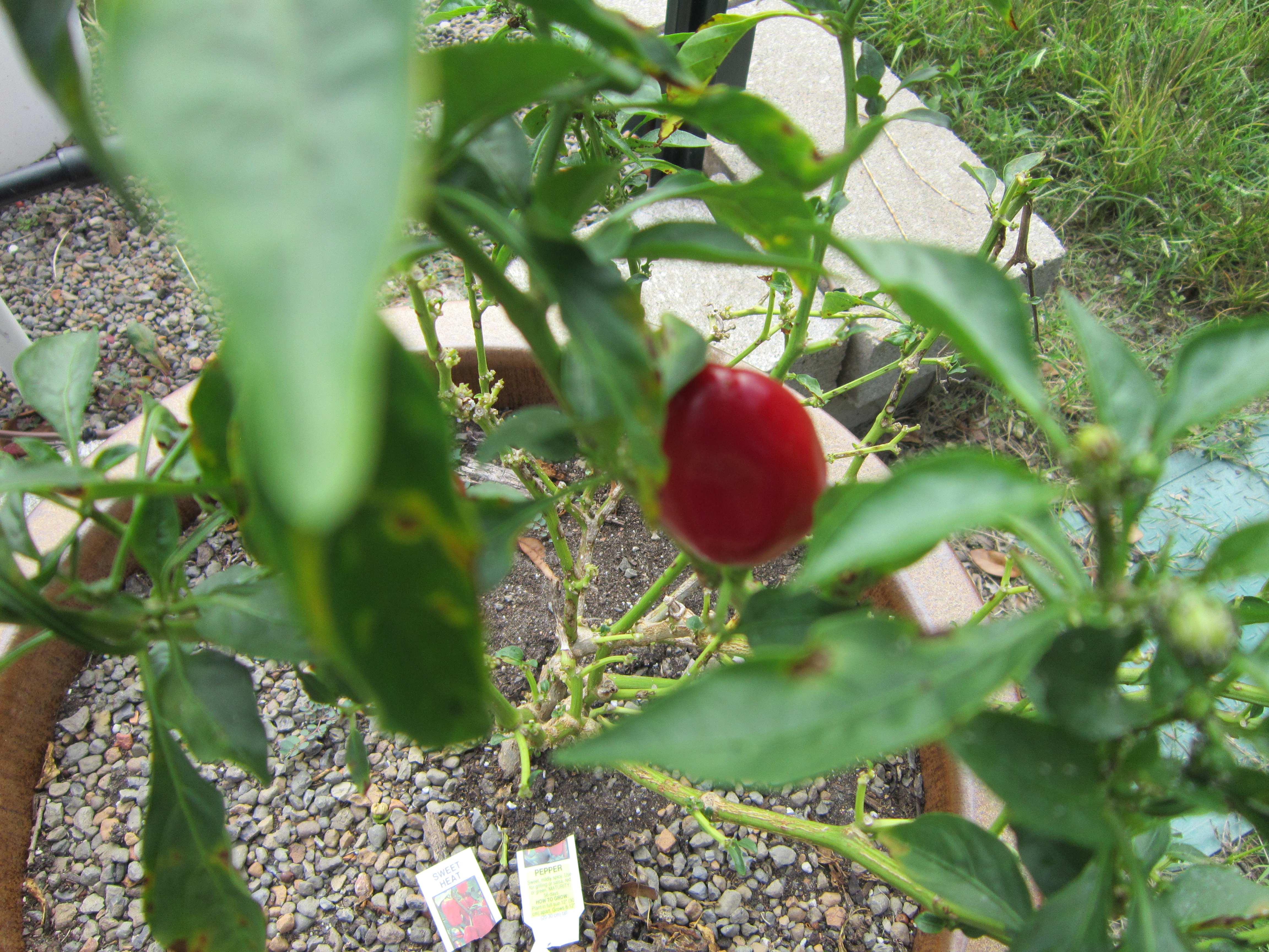 A closer look at the sweet peppers