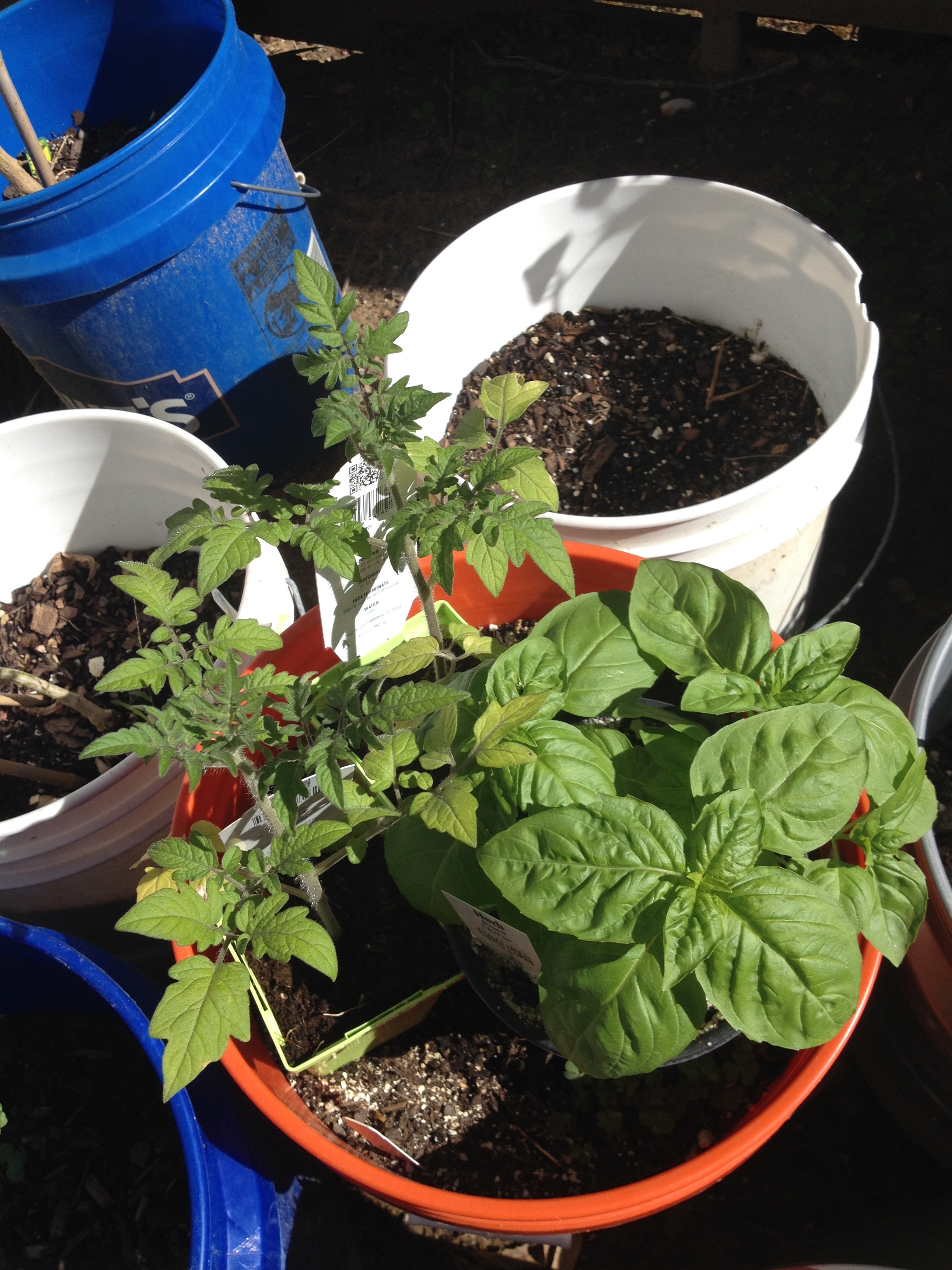 The new tomato and basil plants from HEB