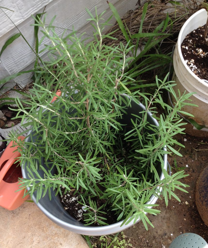 Yes, I know I need to do some weeding. If it would ever stop RAINING for a few days.