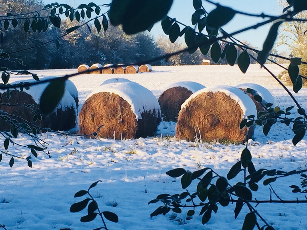 Snow Covered Hay Bales