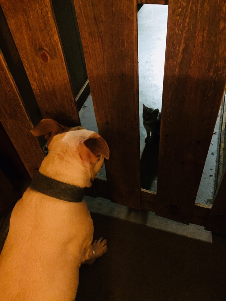 Pitbull and kitten standoff