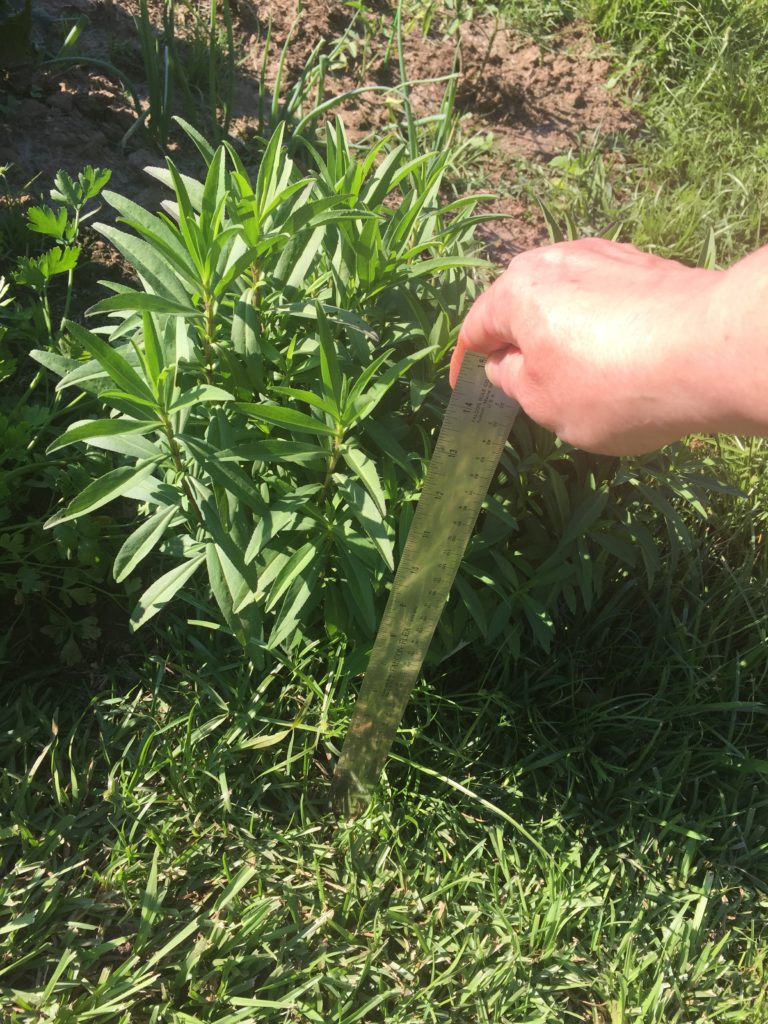 Tarragon with ruler measuring 12 inches high