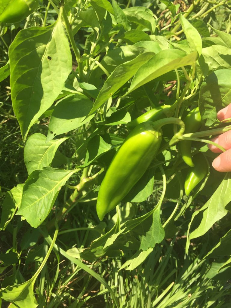 Anaheim Hatch chili pepper plant with pepper