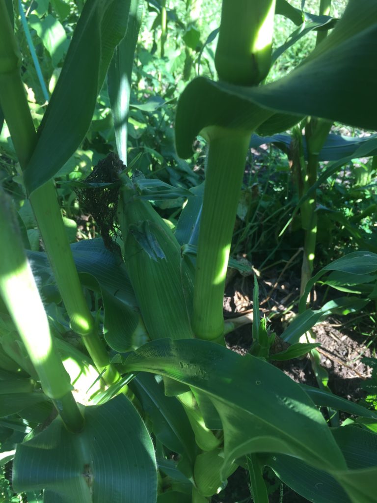 Up-close shot of corn on the stalk