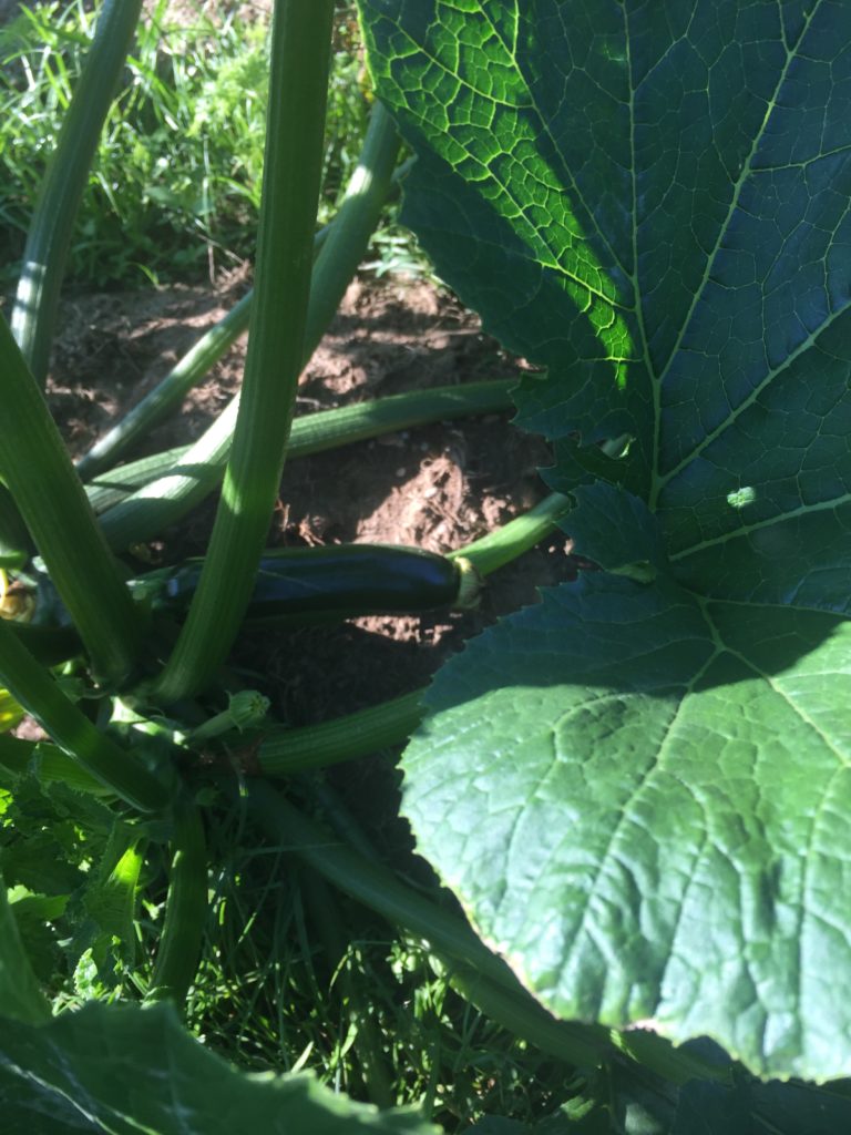 Zucchini growing