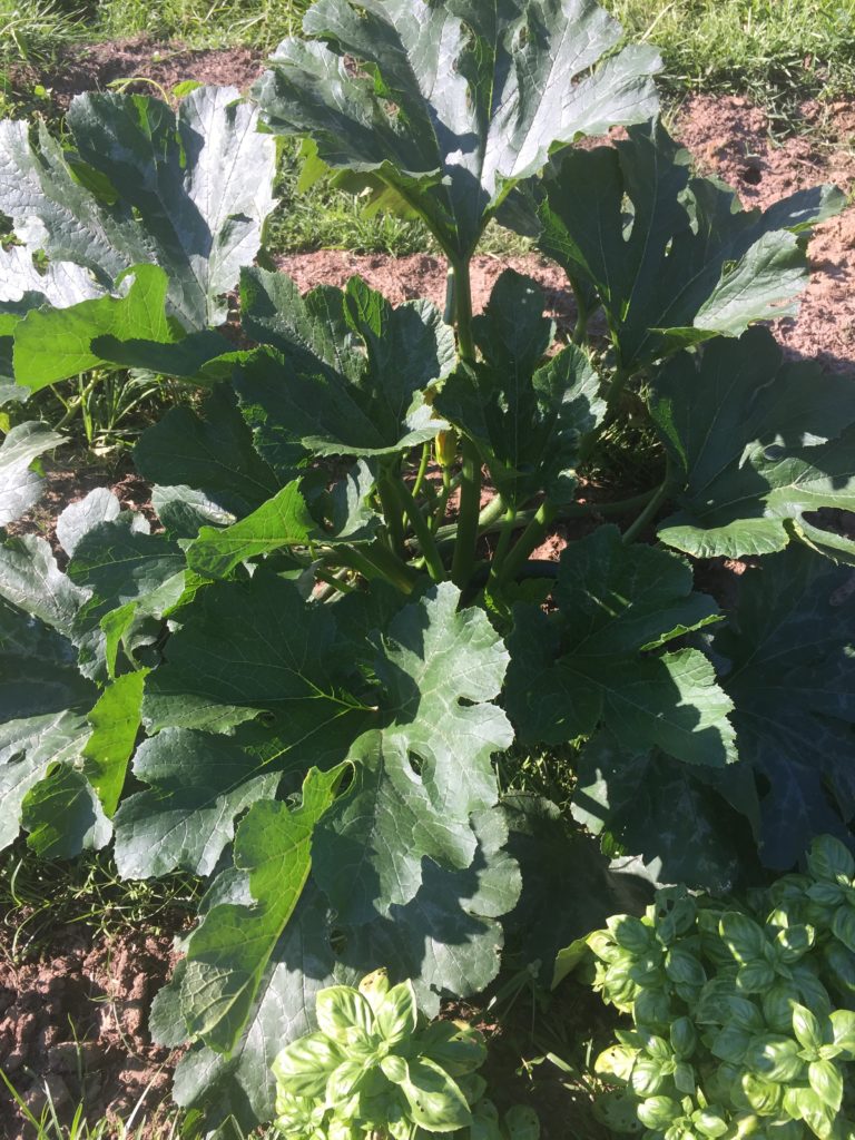 Zucchini plant