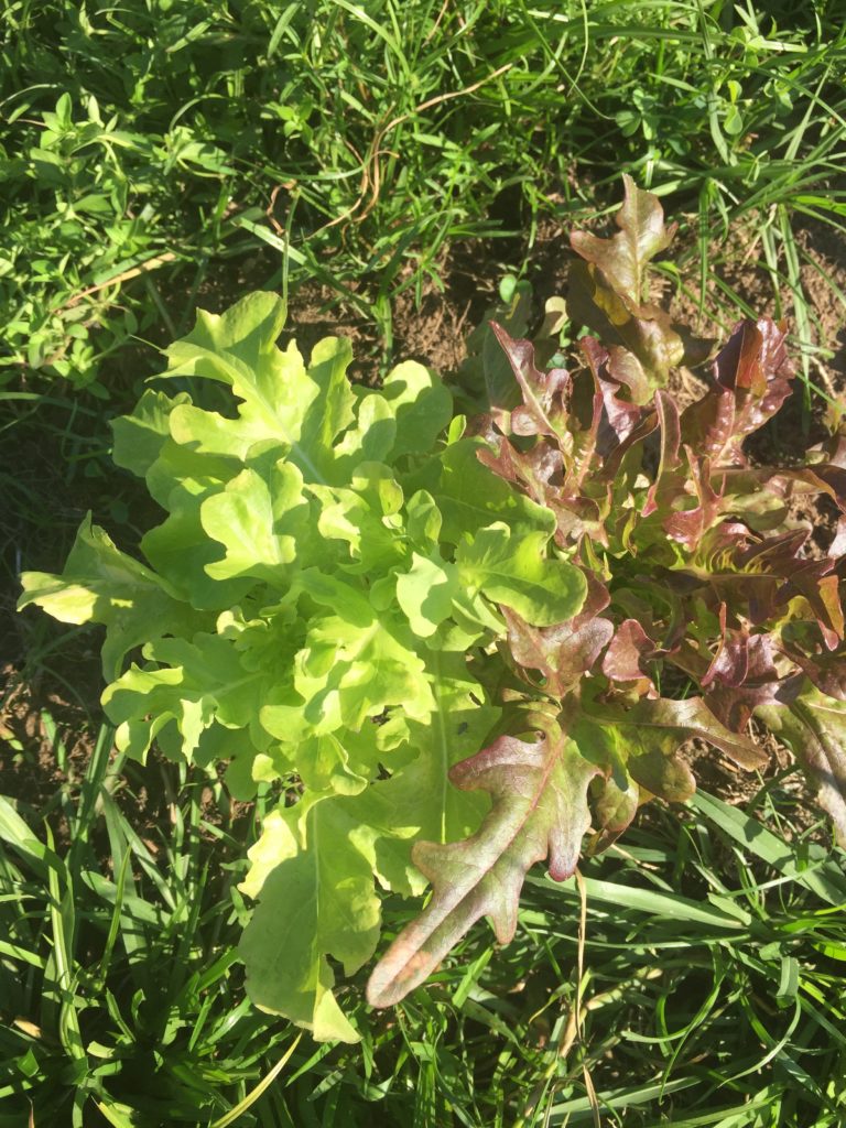 Green and red lettuce growing