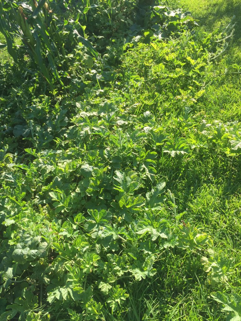 Cucumber and watermelon growing