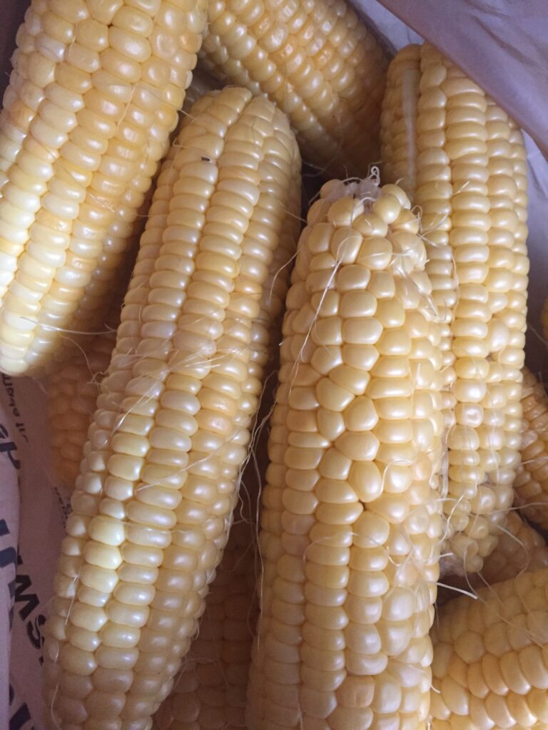 Freshly shucked corn