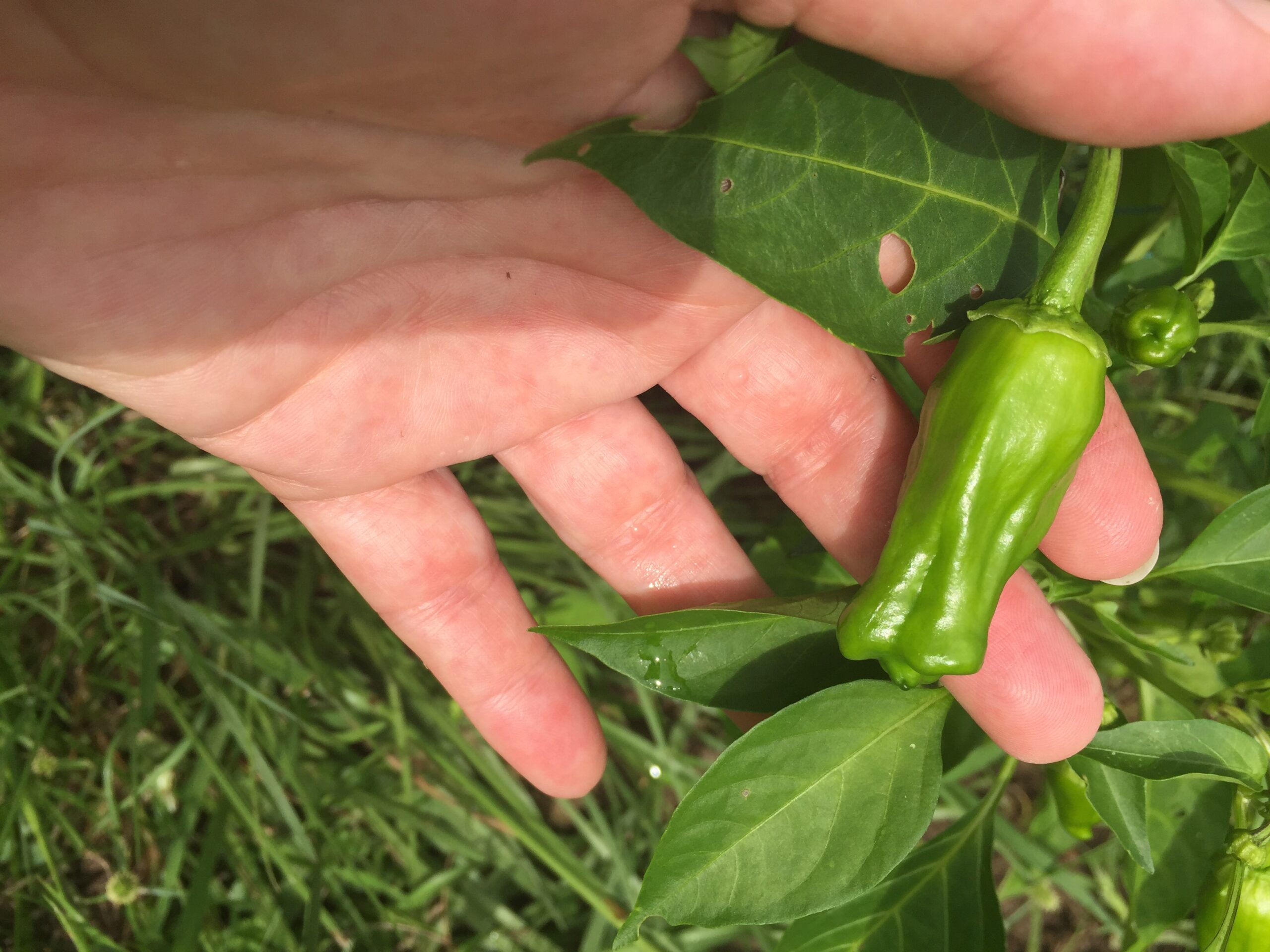 Shishito growing on vine