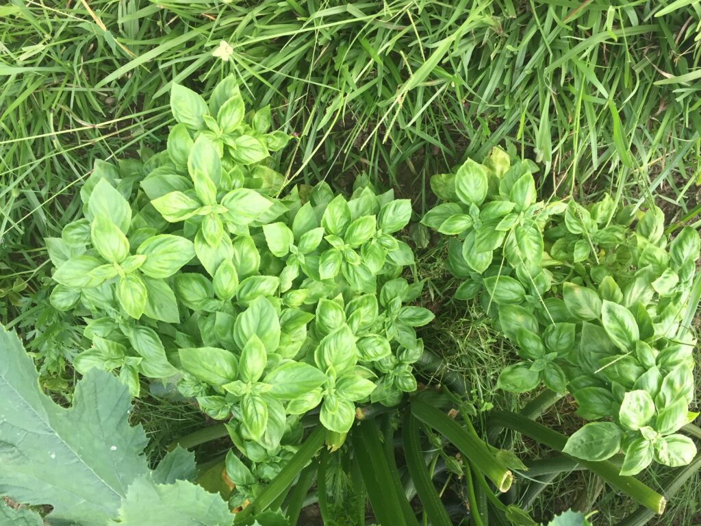 Basil growing