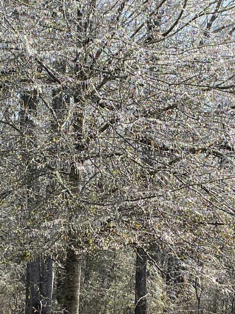 Ice-crusted tree