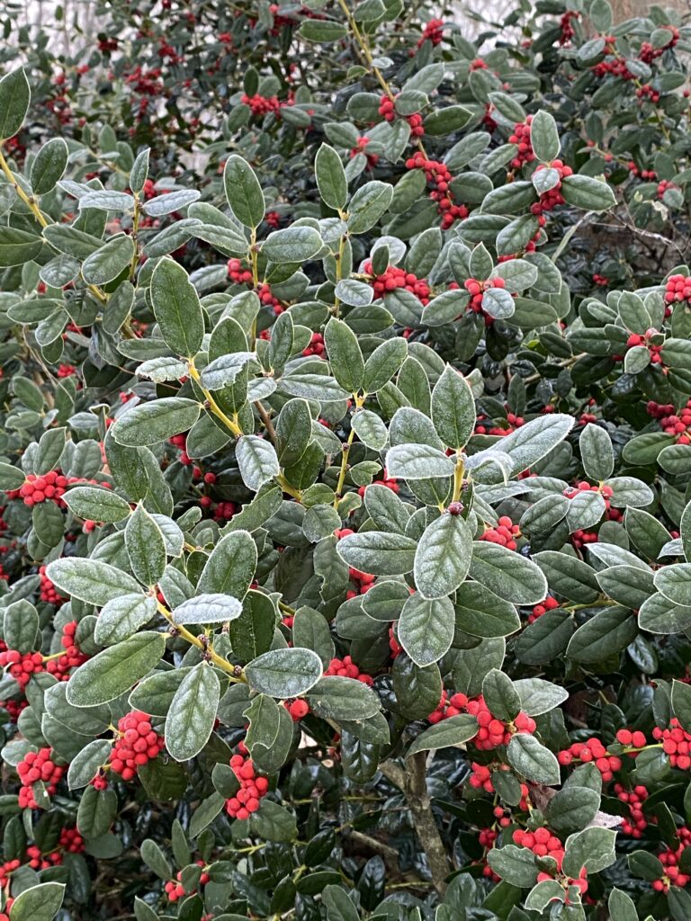 Frosted Holly bush