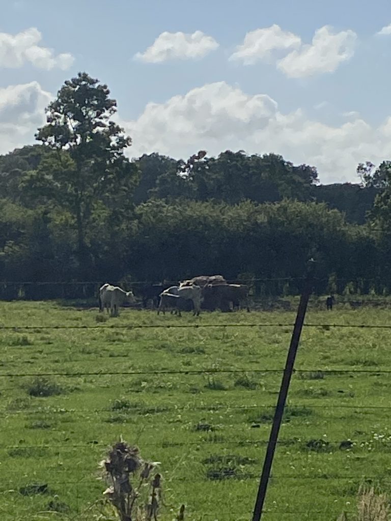 Cows in field on Cow Road