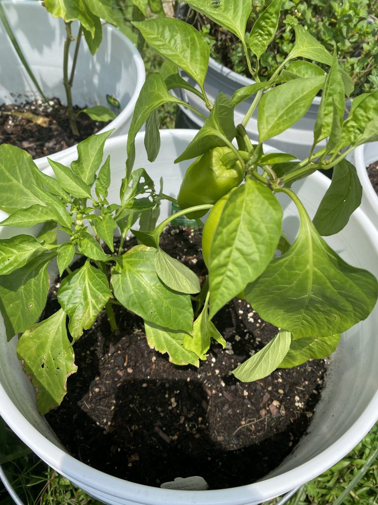 Anaheim peppers growing in paint bucket