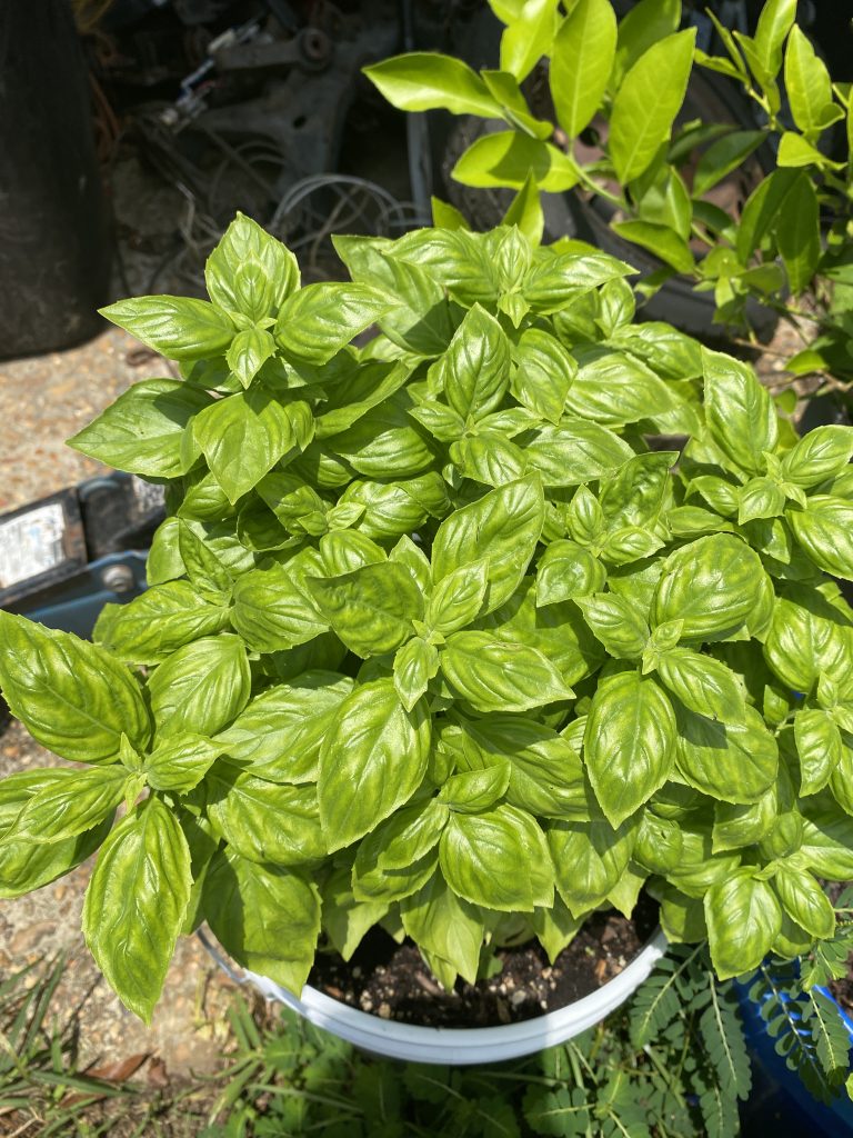 Basil in paint bucket
