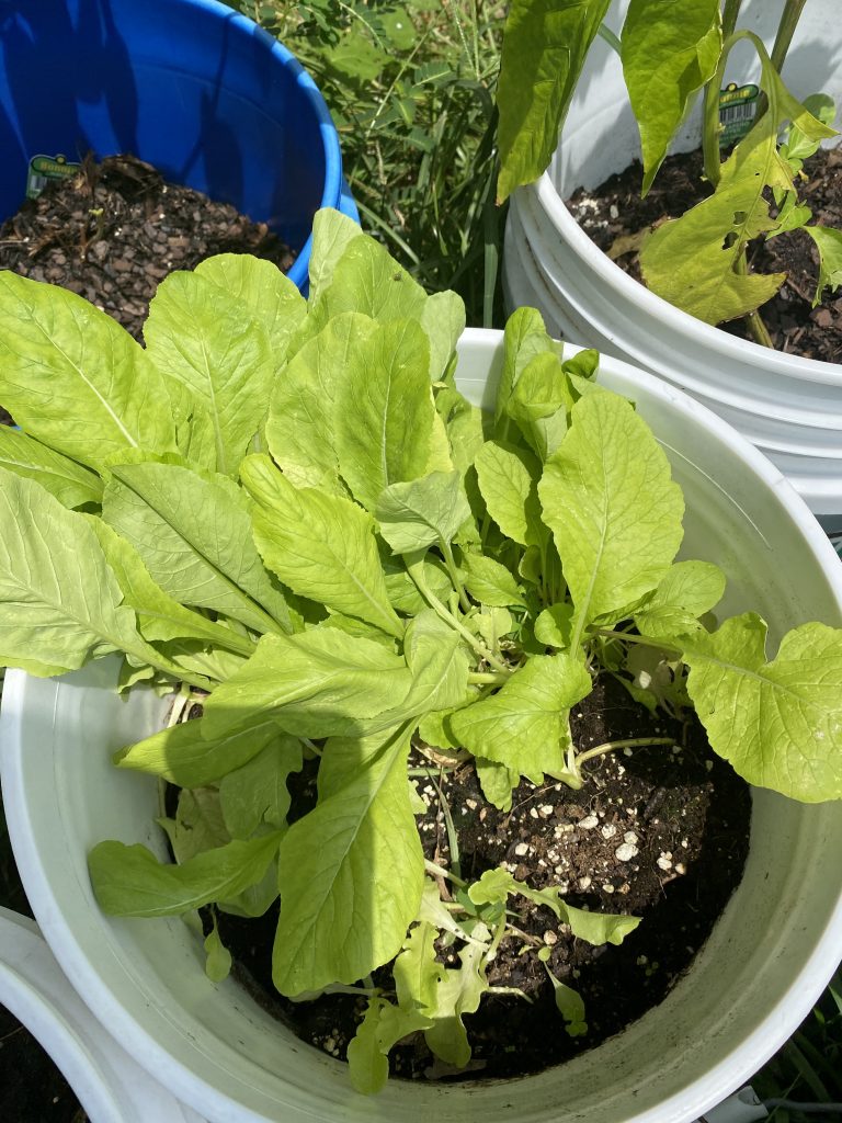 Lettuce growing in paint bucket