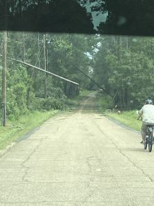 Road with downed tree and lady on bike with GoPro on helmet