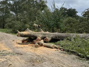 Sawed-off downed tree