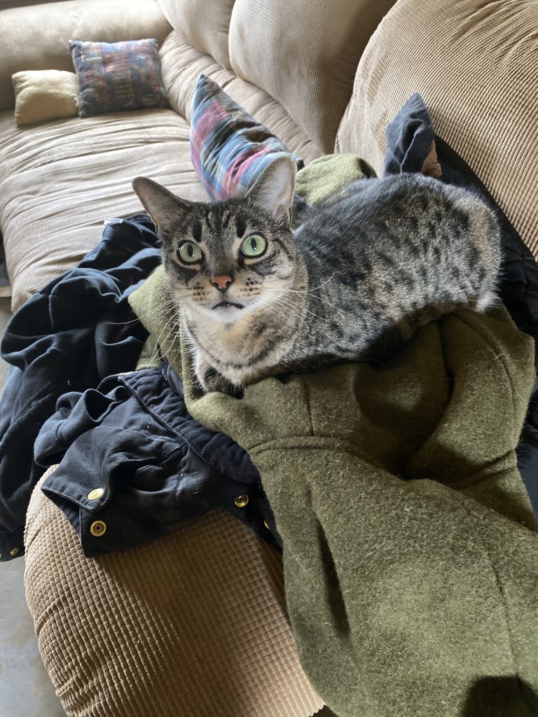Cat sitting in the hood of the warm hoodie