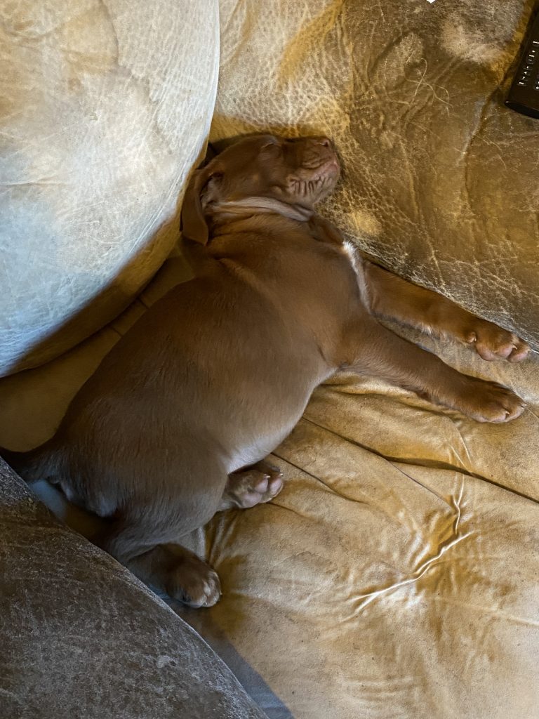 Buddy sleeping on James's chair