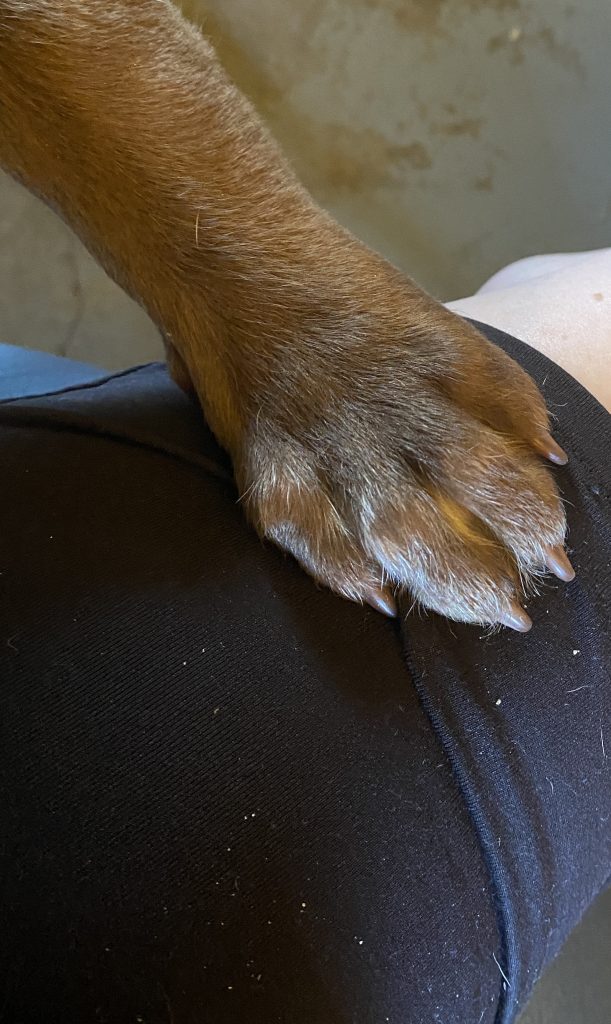 Buddy's paw