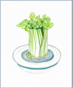 Celery growing illustration