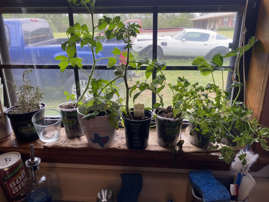 Plants in window for gardening