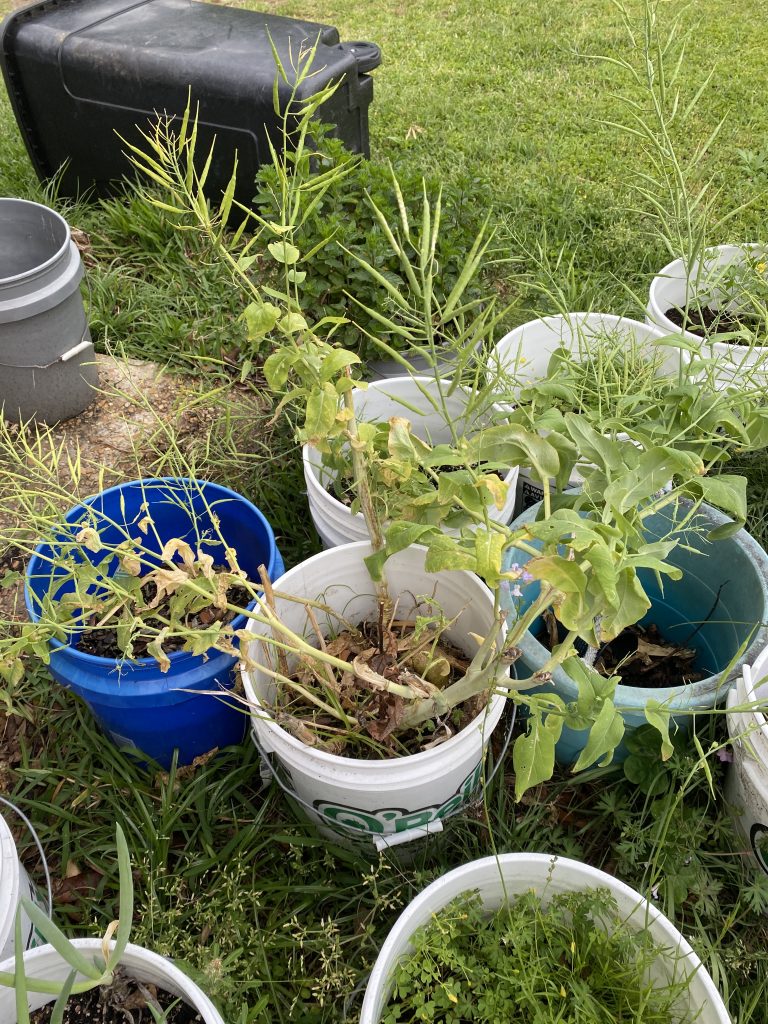 Assortment of plants in white buckets