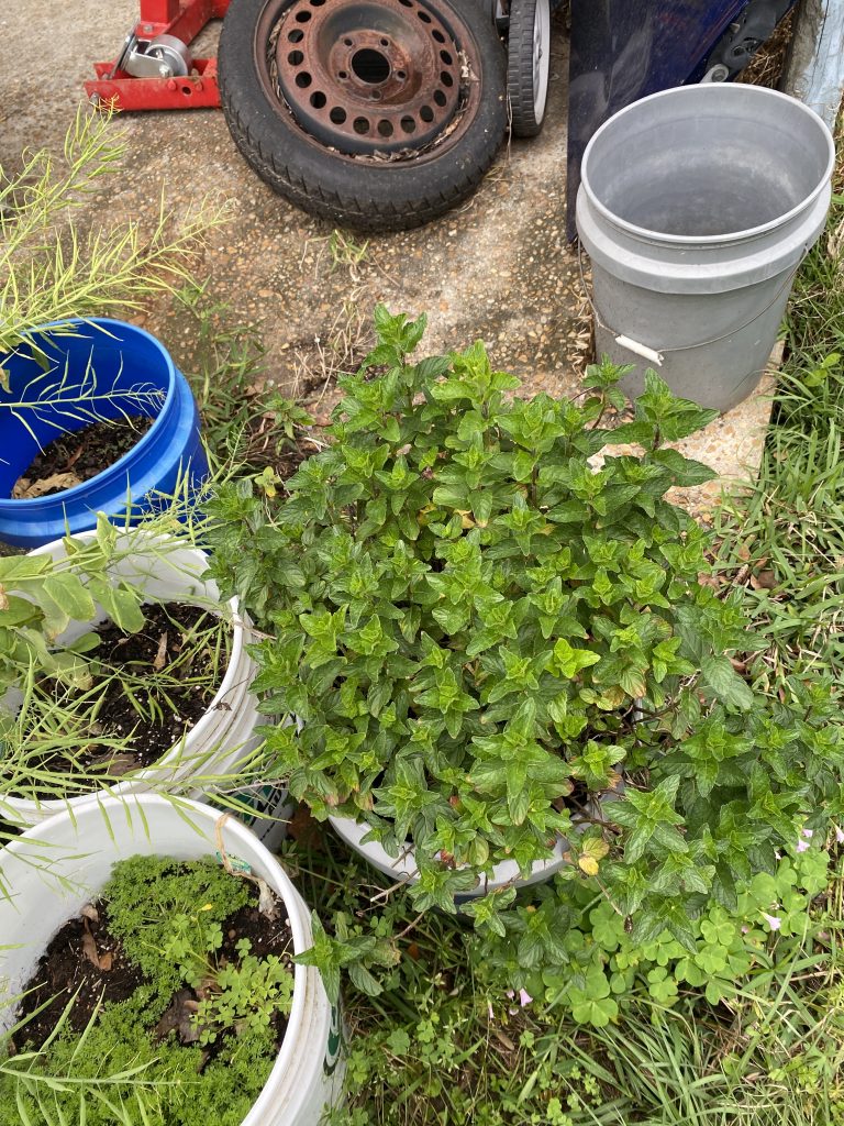 Giant mint plant in white bucket