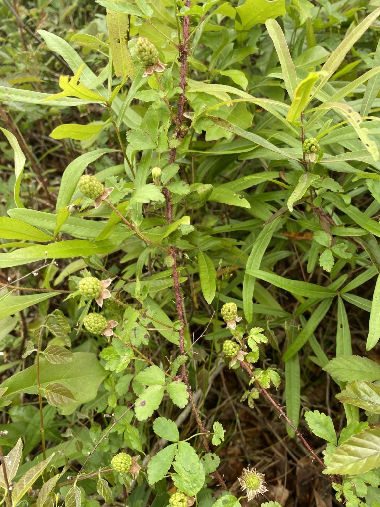 Green berries on vines