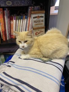Cat resting on cloth