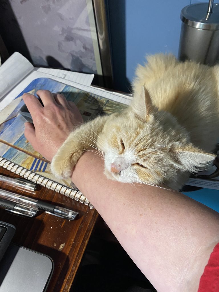 Cat on my arm