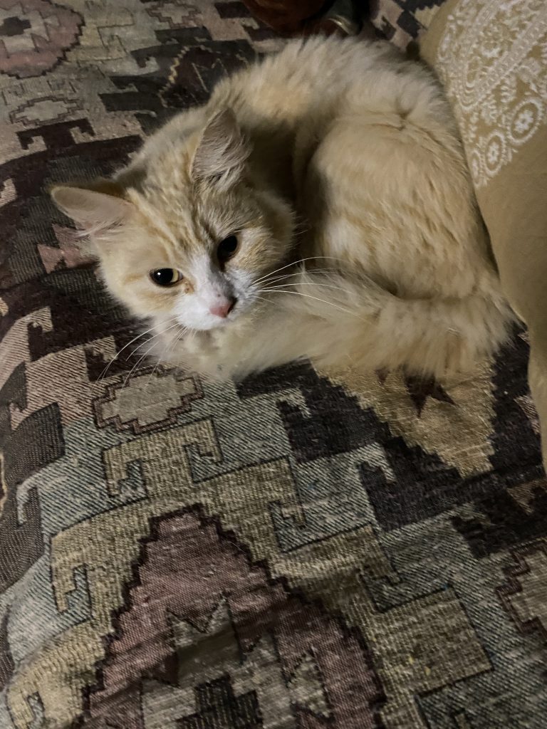 Tiger Cat on futon