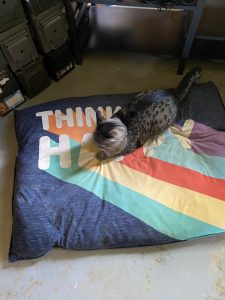 Tab E. Cat on dog cushion