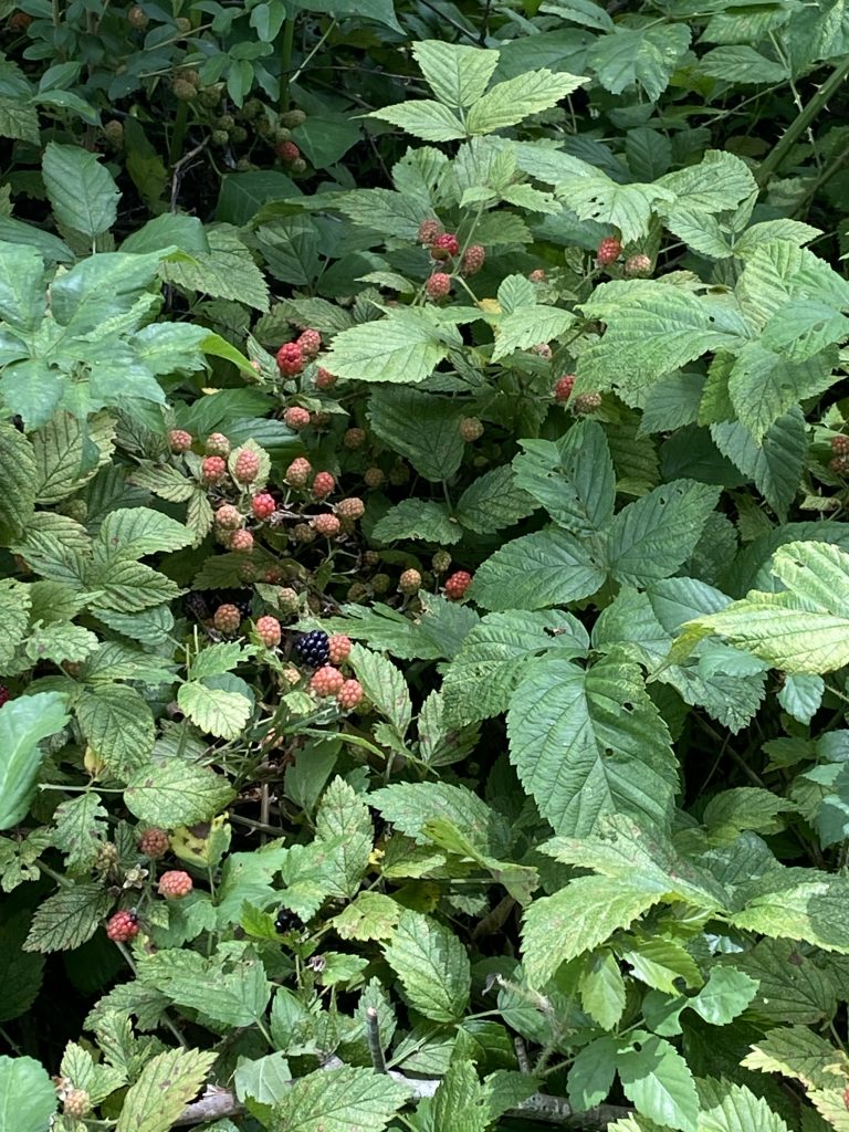 Berries growing on vines