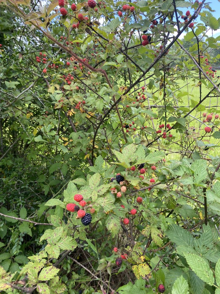 Even more berries growing on vines