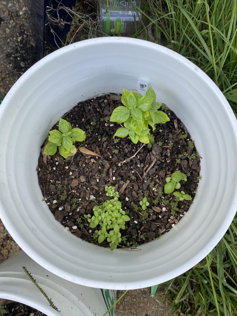 Basil growing in pot