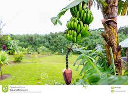 Banana stems