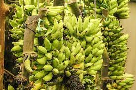 Large bunches of bananas on trees