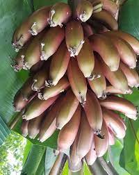 Banana bunch growing on tree