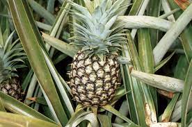 PIneapple growing on a branch