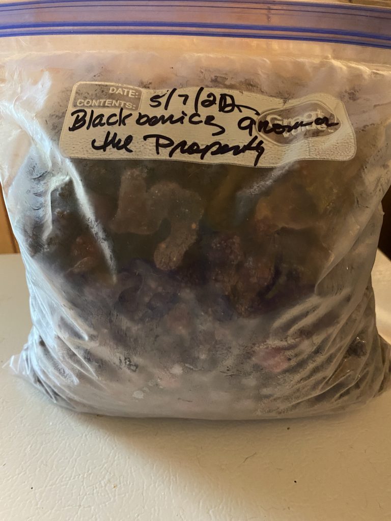 Bag of blackberry harvest 2022