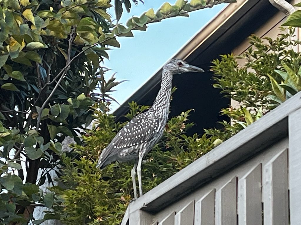 Egret on stairway railing