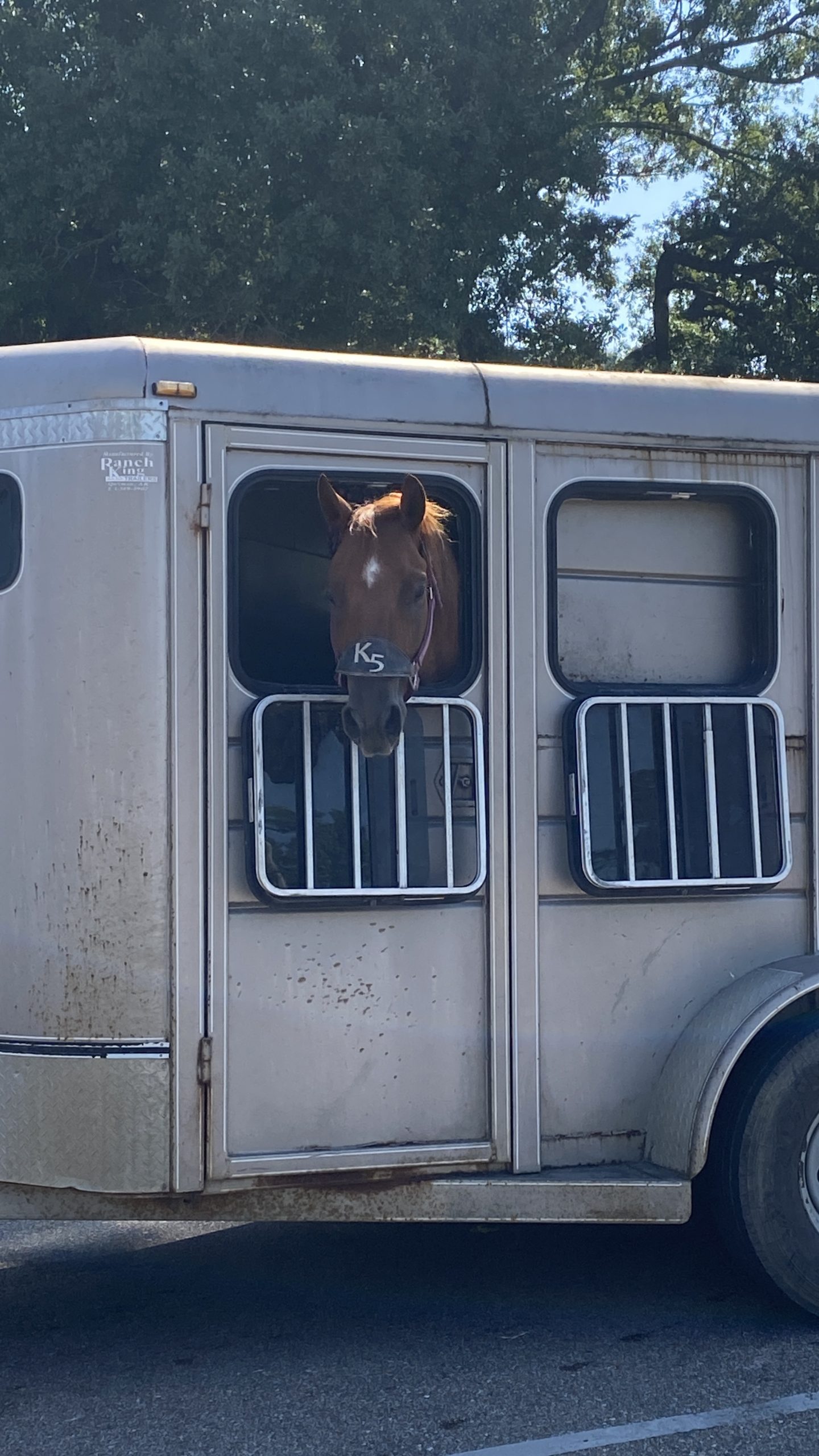 Horse with his head sticking out of a horse trailer
