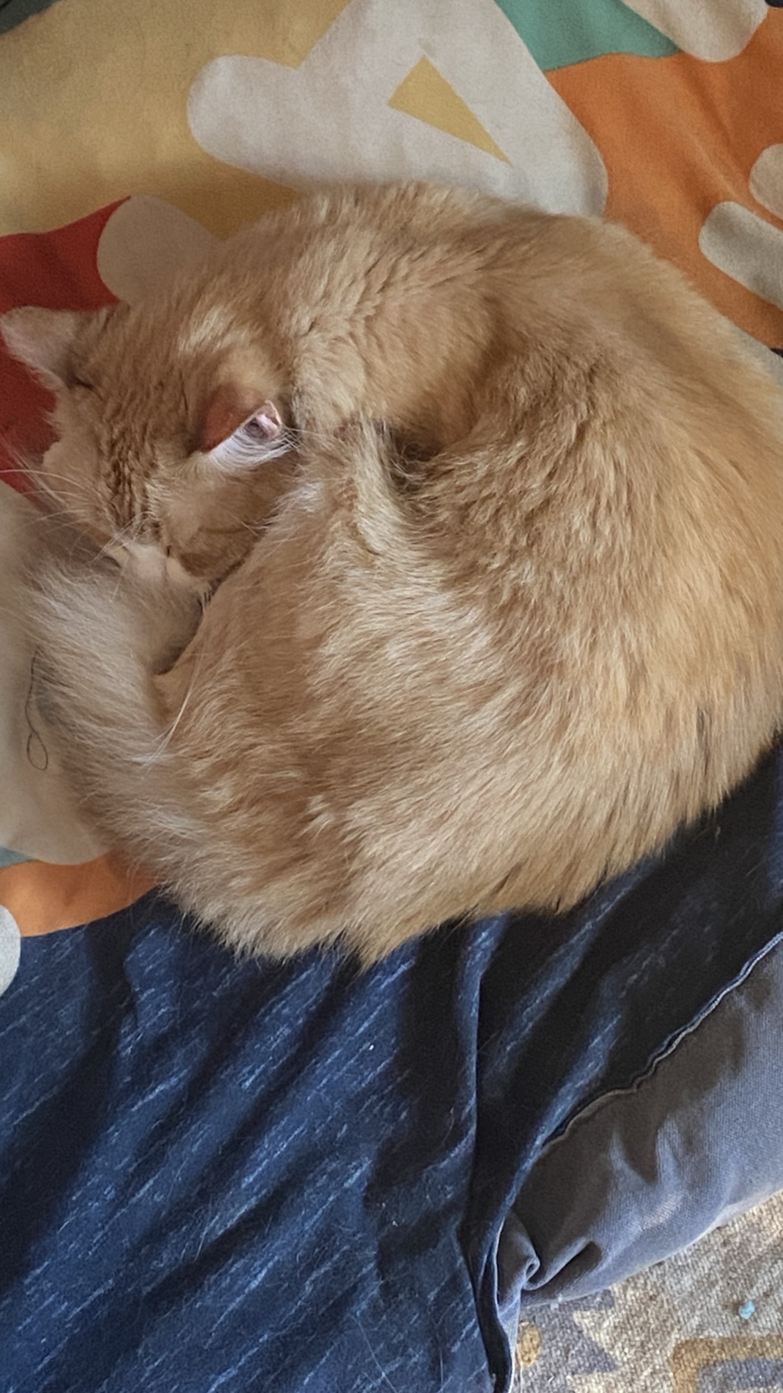 Cat on dog cushion